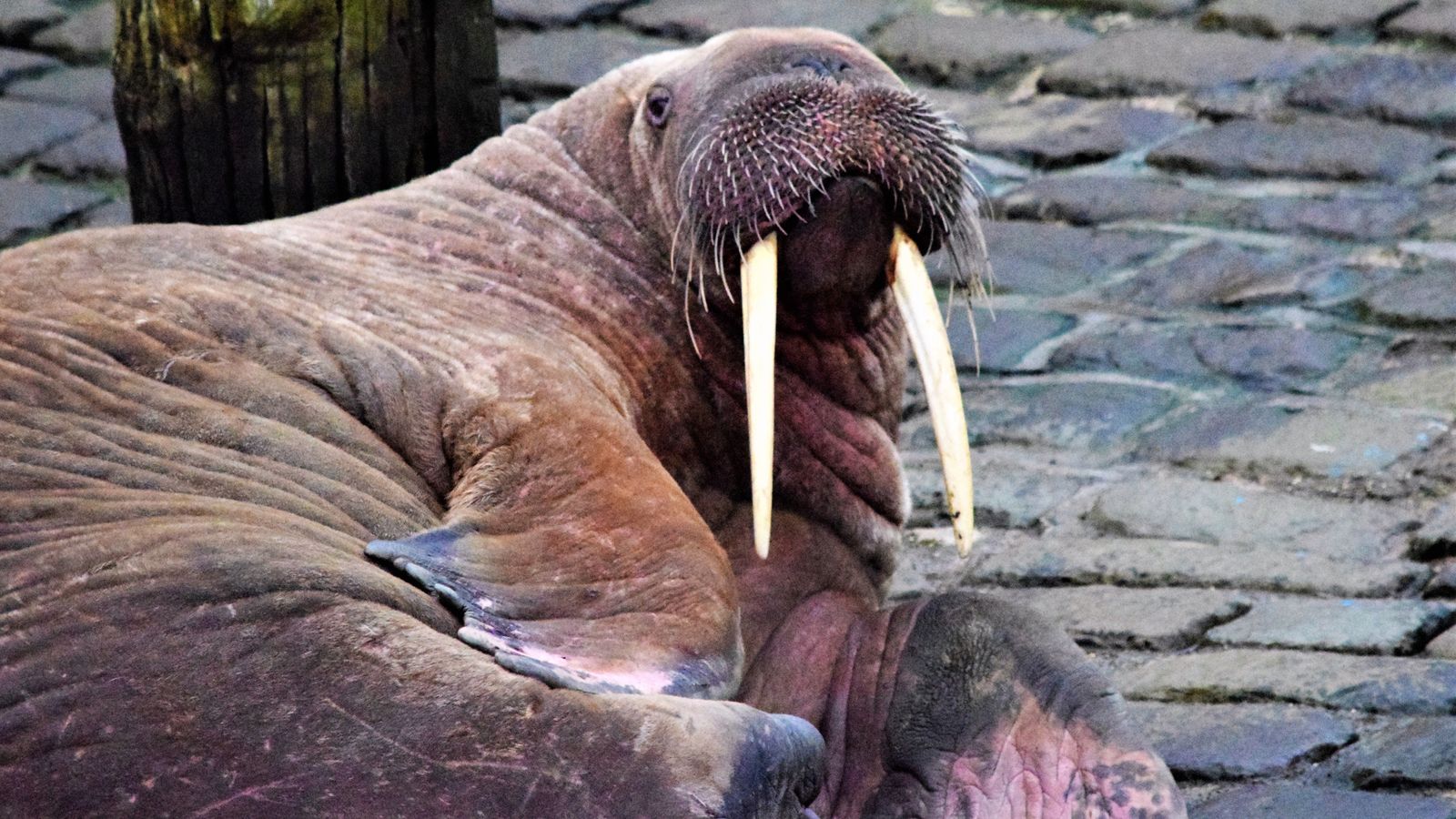 The walrus, believed to be Thor, arrived in Scarbrough on Friday. Pic: Stuart Ford/PA