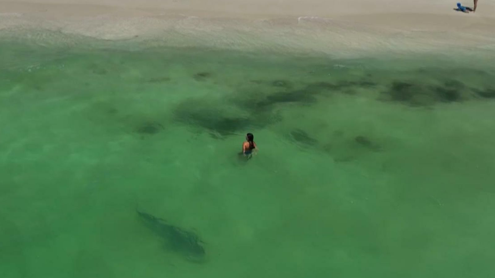 Australia: Tiger shark spotted just metres from oblivious swimmers | World News