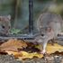 Pest controllers using facial recognition software to kill rats