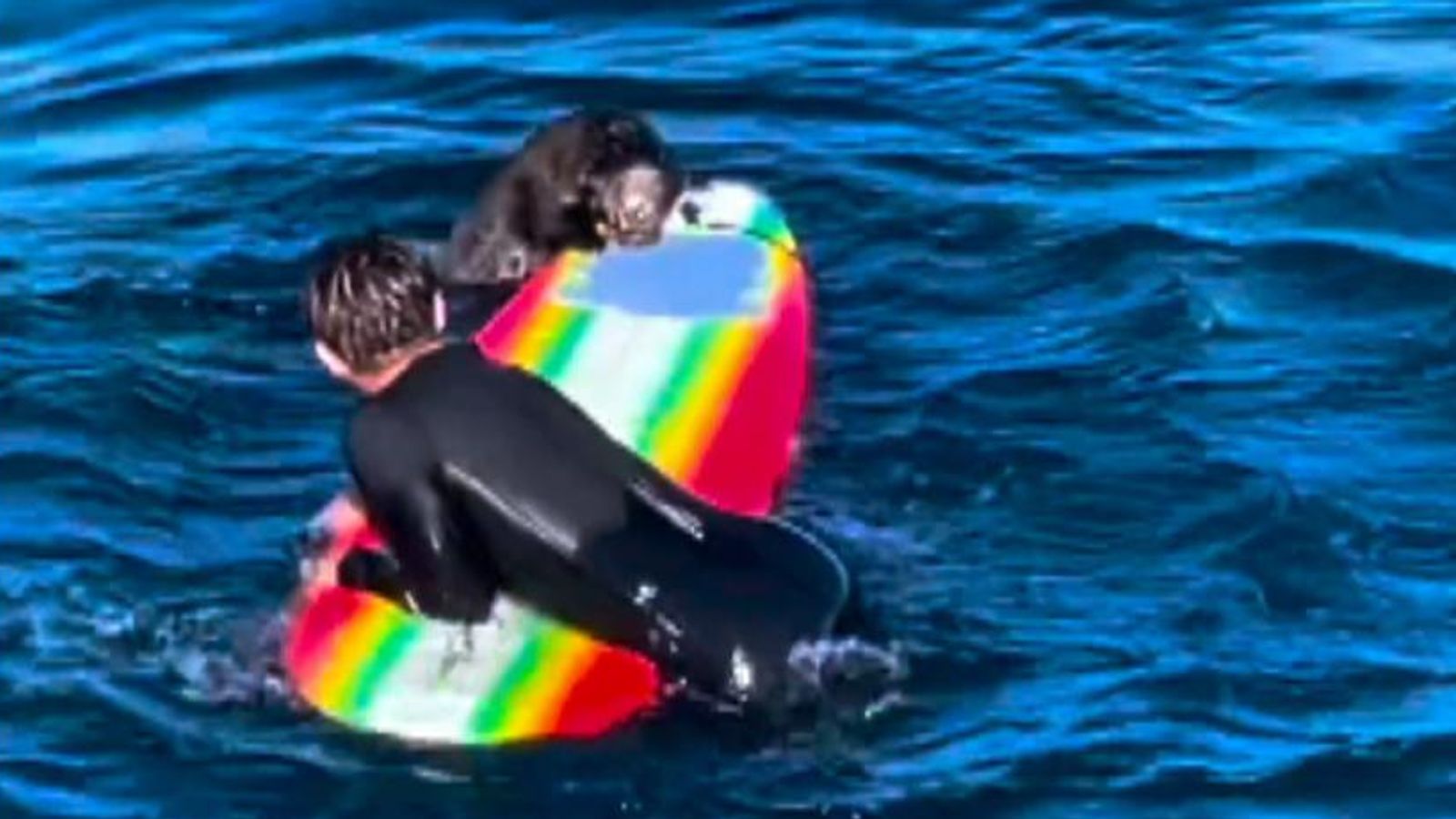 'Aggressive' sea otter caught on camera stealing surfboards in California | US News