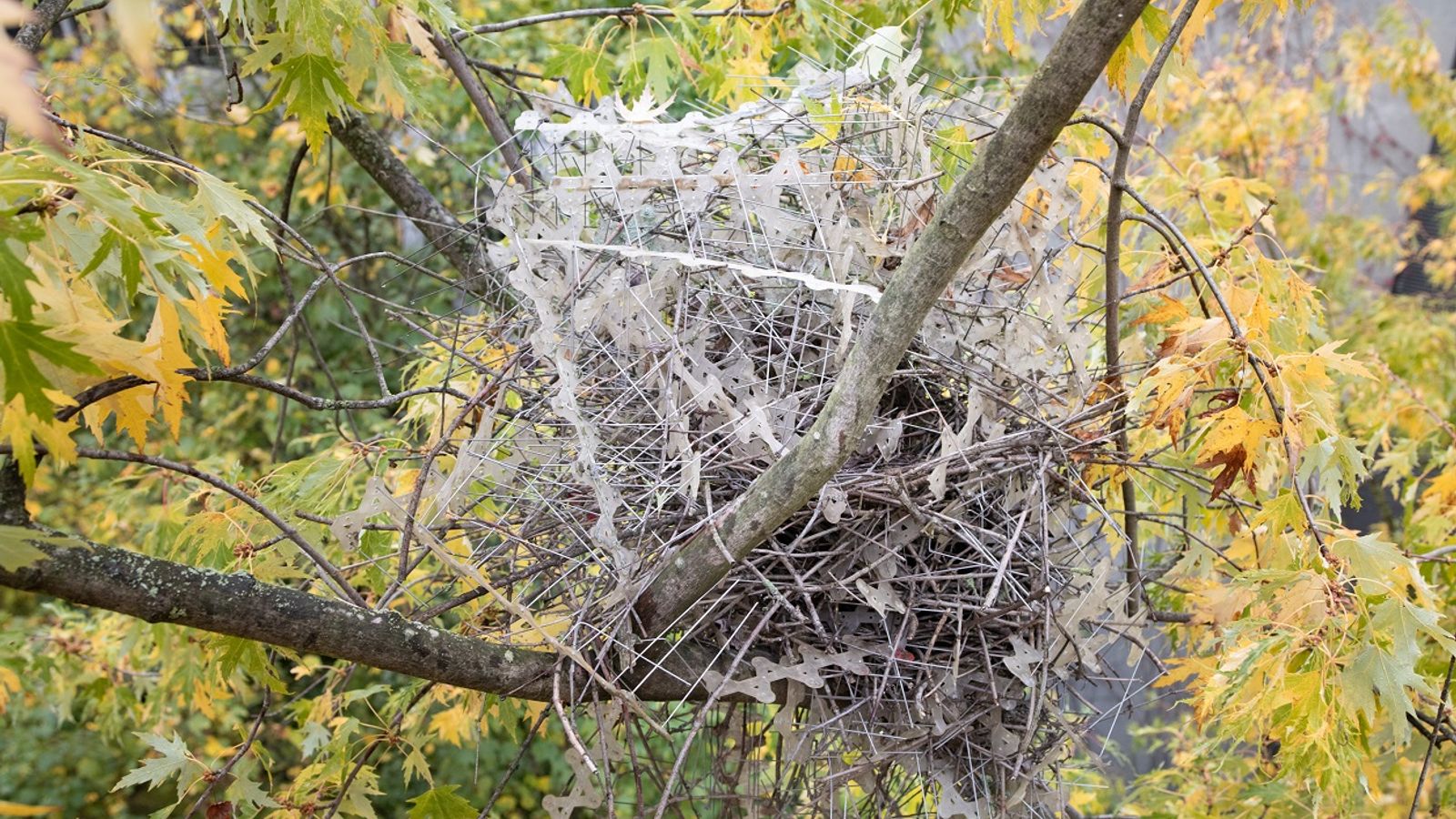 Magpie nest made of anti-bird spikes. Pic: Auke-Florian Hiemstra