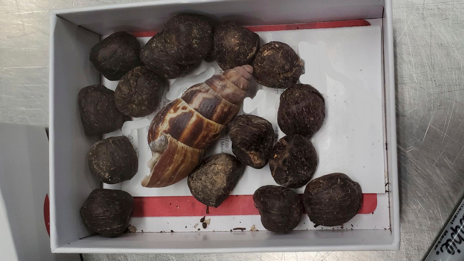 This undated photo provided by U.S. Customs and Border Protection shows a small box of giraffe feces that was confiscated from a passenger arriving from Kenya at Minneapolis-St. Paul International Airport, Sept. 29, 2023. The passenger, who was not identified, told officials she planned to use the waste to make a necklace, as she had done in the past with moose poop. (U.S. Customs and Border Protection via AP)